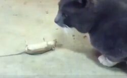 【！】猫をやりすごすために目の前で死んだふりするネズミ、名役者すぎるｗｗｗｗ