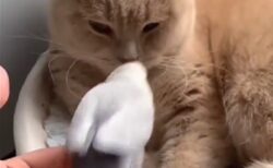 【動画】猫の腹の下にもぐりこみたい小鳥とやさしく入れてあげる猫、どっちも可愛いｗ