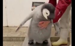 【じたばた】赤ちゃんペンギンの体重測定！可愛いすぎるｗｗｗｗ