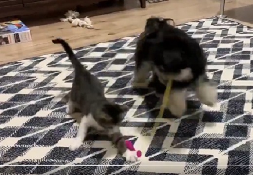 【動画】猫じゃらしを使いこなし子猫の相手をする犬、賢すぎる！