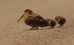 【ｗ】リズミカルに餌を探す親鳥と、真似する2羽のひな。動きが可愛いｗ