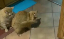 【え】捕まえたシッポを飼い主に見せに行く猫ｗｗｗｗ　見てる猫もドン引きｗ