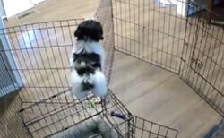 【超天才】犬がゲージから脱出する一部始終、防犯カメラが捉えた47秒が凄すぎたｗ