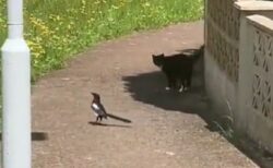 【動画】猫を尾行する鳥が話題に「鳥の方が一枚上手ｗ」