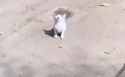 【動画】立ったまま電池が切れちゃった子猫が話題に「本当に寝てるｗ」