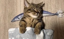 【ひゃー】サンマの枕で眠る子猫が可愛いすぎるｗｗｗｗ