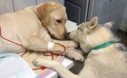 【泣いた】点滴中の不安そうな友達に寄り添う犬、やさしい・・