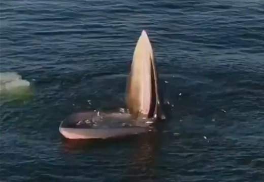 【ぱくっ】口を大きく開けて待ち一気に大量の魚を捕食するクジラが圧巻！