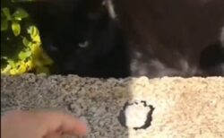 (ΦωΦ) 飼い主が困ってる事を理解し、猫の手を貸してあげる黒猫。賢すぎる！