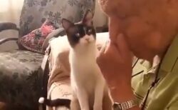 【泣】おじいちゃんが悲しんでる事に気づいた猫、驚きの行動に