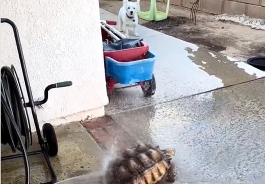 【ｗ】ノリノリで水浴びするカメと、ドン引きしながら遠巻きに覗いてる犬が可愛いｗ