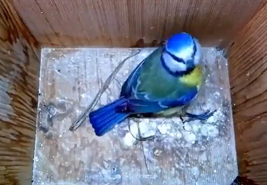 【感動】空の巣箱を発見した鳥、産卵に適した部屋を作りあげ子育てしていく記録映像