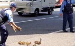 【ほっこり】カルガモ親子の警備をするお巡りさん達が話題に(･∀･)