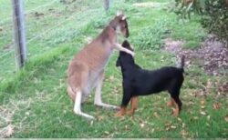 【よーしよしよし】犬を愛でるカンガルーと喜ぶ犬、可愛いすぎるｗｗｗｗ