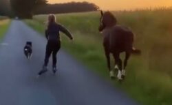 【！】美女と馬と犬の散歩シーン、まるでポケモンワールド(･∀･)