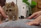 【動画】ふみふみに参加したくなった猫が可愛いｗｗｗｗ