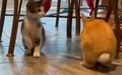 【動画】うさぎと暮す子猫のうさぎ化が話題にｗ「強烈にカワイイ！」