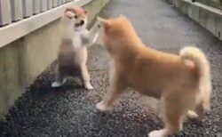 【子犬】柴犬どうしのケンカが可愛らしいｗｗｗｗ