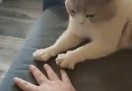 【パー】真似してグーパーする猫！めちゃくちゃ可愛いｗｗｗｗ