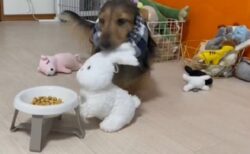 【愛】沢山ある中からお気に入りのぬいぐるみを運び、一緒にごはん食べる犬、可愛いｗ