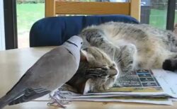 【愛】猫と遊びたくてつつきまくる鳩と、寝たいけど本気で怒れない猫ｗｗｗｗ