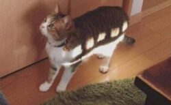 【！】偶然ねこバスになっちゃった猫！可愛いすぎるｗｗｗｗ