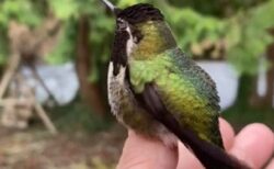 【緑からﾋﾟﾝｸへ】見る角度によって鮮やかに色が変化する世界最小の鳥、驚異的