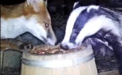 【動画】ごはんの前にカメラを置いておいたら仲良く食べるキツネとアナグマが撮影される