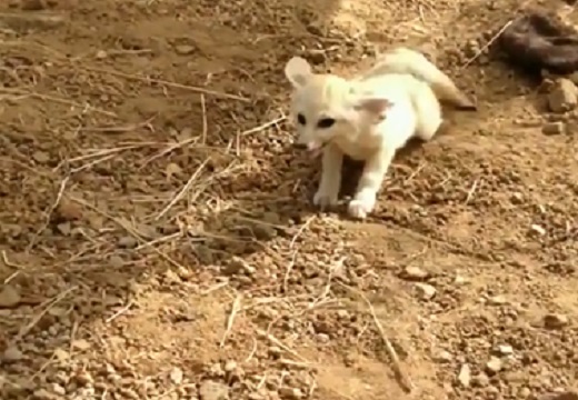 【泣】救助隊に保護されたフェネック、一緒に育った猫と再会した瞬間