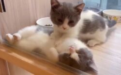 【動画】一生懸命マッサージする子猫とされるがままの子猫、可愛いすぎるｗｗｗｗ