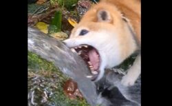 【えｗ】飲む水に立ち向かう柴犬！激しいｗｗｗｗ