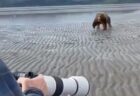 【！】動物カメラマンさん、猛スピードで向かってくるクマを威嚇し追い払ってしまう