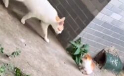 【こら！】勝手に抜け出した子猫、ママに叱られるｗｗｗｗ