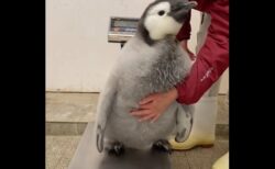 【じたばた】じっとして欲しい飼育員 vs 動きたいペンギンの赤ちゃん！可愛いすぎるｗ