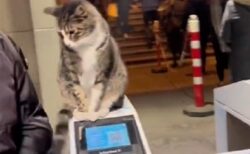 【なぜそこに？】改札機の上から動かない猫が話題にｗ