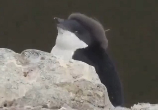 【ふわふわ】脱皮中のペンギン赤ちゃん、残った毛がベレー帽にしか見えないｗｗｗｗ