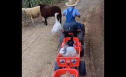 【尊い】あひる、子ヤギ、ニワトリ、犬・・と一緒に育つ少年の日常風景、素敵すぎる