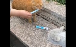 【笑】ケンカ真っ最中の猫にちゅーるを差し出してみたら・・・・・