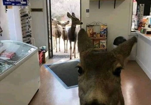 【笑】おじさんにクッキーもらった鹿、今度は家族を連れてくるｗｗｗｗ