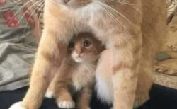 【！】子猫を守る母猫、かっこよすぎる！！！