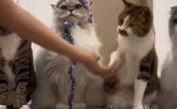 【笑】飼い主と順番に握手していく猫たち、手を出さない猫への隣の猫が素早く行動！