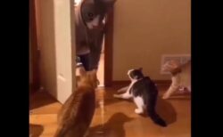 【動画】猫3匹、猫マスク姿の飼い主にびびりまくるｗｗｗｗ