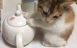 【ちっさ】急須で手をあっためる子猫！たまらなく可愛いｗ