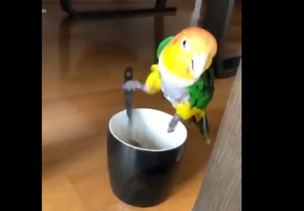 【お利口さん】飲み物をかき混ぜてくれるインコが可愛いすぎると話題に