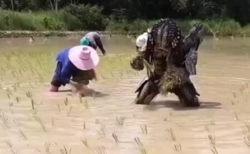 【宇宙最凶のハンター】プレデターが田植えをしている貴重映像を入手