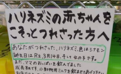 【泣いた】ハリネズミの赤ちゃんを誘拐されたペットショップの貼り紙