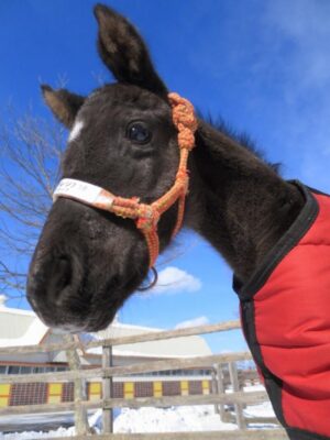 livejupiter 1627975851 3201 300x400 - 【競馬】ユーバーレーベンにそっくりな馬見つけたwwwwwww