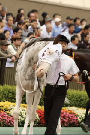 livejupiter 1630219710 25301 300x450 - 【競馬】メイケイエール、キーンランドCで急成長を遂げる