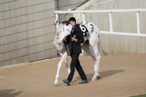 livejupiter 1630219710 25302 300x199 - 【競馬】メイケイエール、キーンランドCで急成長を遂げる