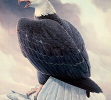 American Bald Eagle